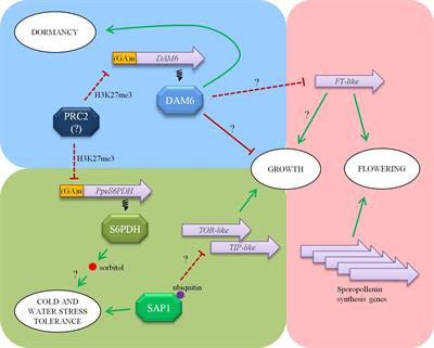 Modulation of Dormancy and Growth Responses in Reproductive Buds of Temperate Trees